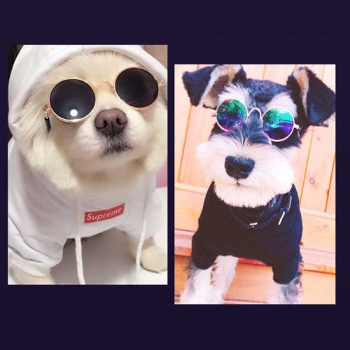 Mắt Kính Cho Thú Cưng