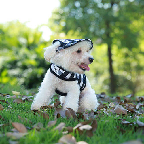 Nón Thời Trang Cho Thú Cưng