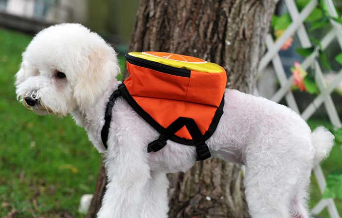 Balo Thời Trang Cho Thú Cưng